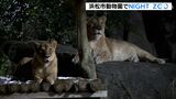 浜松市動物園で夏恒例の「NIGHT ZOO」開催 夜行性動物の元気な姿を楽しんで|TBS NEWS DIG