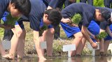 高校生がサポート 中学生が高校の敷地内にある学習田で田植え体験 岩手・奥州市|TBS NEWS DIG