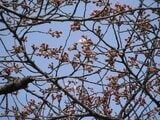 【富山の桜 2026】高岡古城公園で開花宣言…去年より3日早く 満開は3日頃 “ソメイヨシノ” 富山・高岡市|TBS NEWS DIG