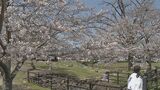桜の名所「亀山公園」で満開 汗ばむ陽気…今年初の夏日を観測 大分 | 大分のニュース|OBS NEWS|大分放送