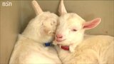 「春休みに会いに行っては?」ヤギの赤ちゃん2頭が誕生 新潟市・いくとぴあ食花|TBS NEWS DIG