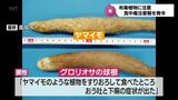 有毒な植物に注意を 宮崎県は今年初の食中毒注意報発令|TBS NEWS DIG