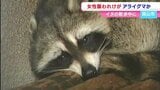 アライグマとみられる動物に住宅街で女性が噛まれる　足が腫れスニーカーにも大きな穴　対処は？【岡山】　　|　岡山・香川のニュース | 天気 | RSK山陽放送
