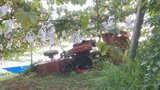 ブドウ畑で耕運機が横転 運転していた70歳の男性が下敷きになり死亡 | 山梨のニュース | UTYテレビ山梨