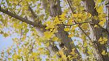”紅葉のクリスマス”に現実味 観測史上最も遅いイチョウの黄葉を発表 原因は夏の猛暑ではなかった|TBS NEWS DIG