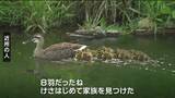 公園でカルガモの親子「8羽の小ガモの子育て奮闘中」仙台　|　宮城のニュース│tbc NEWS│tbc東北放送