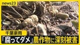 【台風18号】週末に「非常に強い勢力」に発達へ 千葉豪雨の被災地では断水解消…“水没車”撤去も農作物への被害が深刻【news23】|TBS NEWS DIG