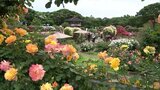 管理費が半分に・・バラ園の存続の危機の中 こどものくにで「バラまつり」|TBS NEWS DIG