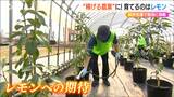 “雪国レモン”への期待「農業で稼げるようにしたい」就労支援事業所の挑戦 新潟市|TBS NEWS DIG