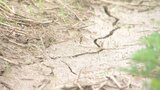 米不足なのに早期米の田植えができず 雨不足で水がはれない異常状態 「今年はもう無理」 生産者に募る不安 大分 | 大分のニュース|OBS NEWS|大分放送