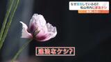 麻薬成分含む違法な“ケシ”が自生 見かけたらどう対処したらいい? 愛媛 | 愛媛のニュース - Nスタえひめ|あいテレビは6チャンネル
