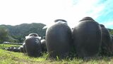 秋の風物詩・黒酢の秋仕込みはじまる 霧島市・鹿児島 | 鹿児島のニュース|MBC NEWS|南日本放送