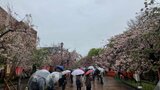 【解説】きょうから「造幣局の桜の通り抜け」始まる「今年の花」は人気モノ 新品種の桜が見られるのはナゼ?【お天気通信】|TBS NEWS DIG
