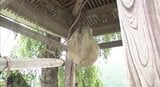 「代替梵鐘」に込められた平和への願い【信州の戦後80年つなぐ、つながる】戦時中、武器生産のため金属類が集められ、寺では鐘を供出 | SBC NEWS | 長野のニュース | SBC信越放送