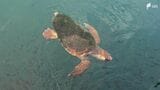 「なんでこんなところにカメが」秋の漁港で泳ぐアカウミガメ見つかる 産卵のシーズンではないこの時期になぜ...保護活動家は体に絡まる糸に危機感=静岡・由比漁港 | 静岡のニュース | SBSNEWS | 静岡放送
