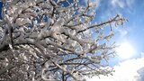 今シーズン一番の寒気の流れ込み 積雪で牧ノ戸峠は一面銀世界、鶴見岳では「霧氷」 大分 | 大分のニュース|OBS NEWS|大分放送