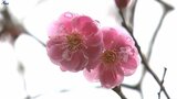 花も色鮮やかに~雨あがりの岩手県内 5月~6月並みの暖かい朝に|TBS NEWS DIG