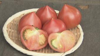 「断面はハート」「食べた後に旨み」 幻の“ルネッサンストマト”の出荷が本格化　皮が柔らかく栽培する農家が少ない　|　東海地方のニュース【CBC news】 | CBC web