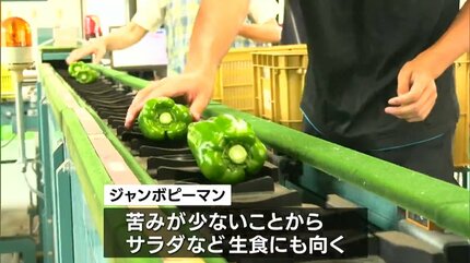 大きさは2倍以上で重さは3倍から4倍 甘味が強く苦みが少ない ジャンボ