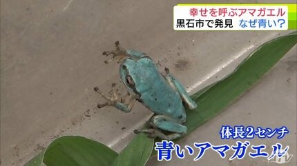 幸せを呼ぶ青いアマガエル”見つかる なぜ青い？その理由とは… 「自分は