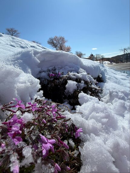 降雪⇒強風で倒木『芝ざくら滝上公園』が休園 北海道滝上町では約1200