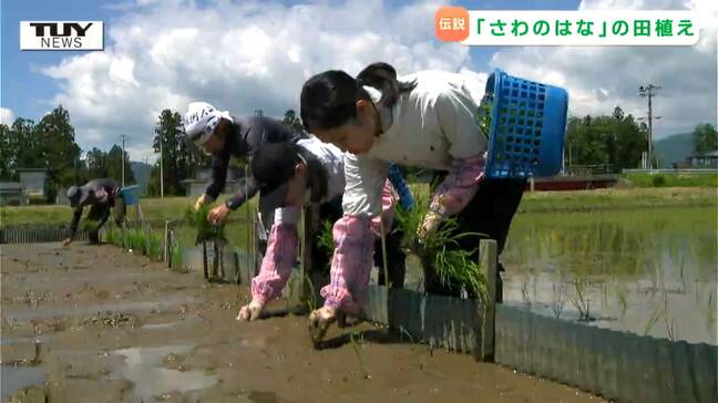 市場にほとんど流通しない伝説の米 "さわのはな" とは？　長井市で田植え（山形）|TBS NEWS DIG