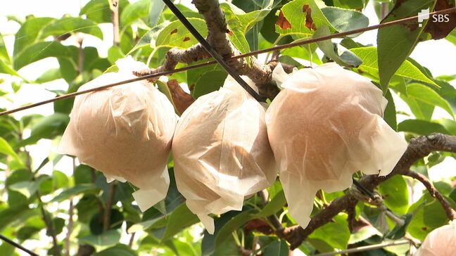 「本当に暑すぎて...」糖度と味は上々! 今が食べ頃の梨園 暑さ対策は必須...暖冬の長期化に不安も【くるちゃんさんぽ】|TBS NEWS DIG