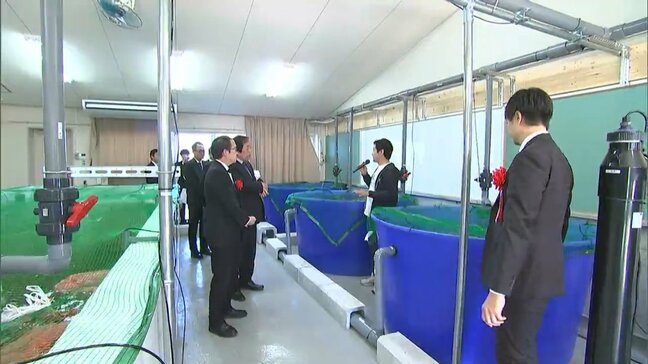 コチョウザメを育てキャビアを生産　排泄物を栄養分に変換しイチゴを生産　新しい形の陸上養殖施設が完成【香川・さぬき市】|TBS NEWS DIG