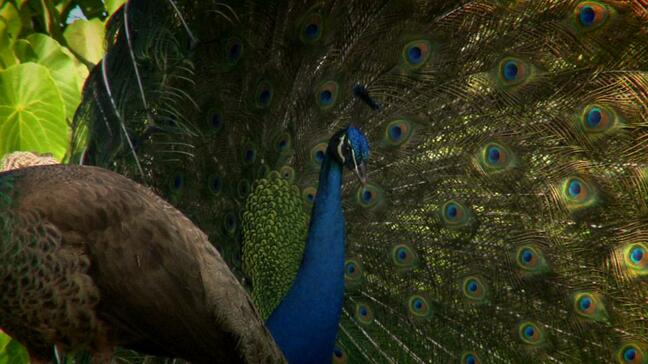 宮古の農業と生態系を守れ  クジャクと闘うハンター  「人間の都合で持ち込まれて人間の都合で駆除されて…」  命を奪うことへの葛藤も|TBS NEWS DIG