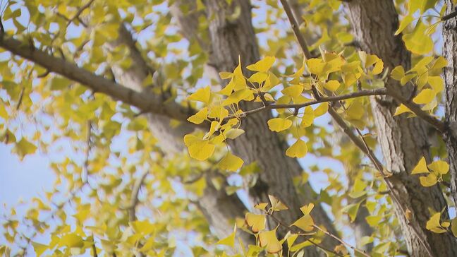 ”紅葉のクリスマス”に現実味　観測史上最も遅いイチョウの黄葉を発表　原因は夏の猛暑ではなかった|TBS NEWS DIG