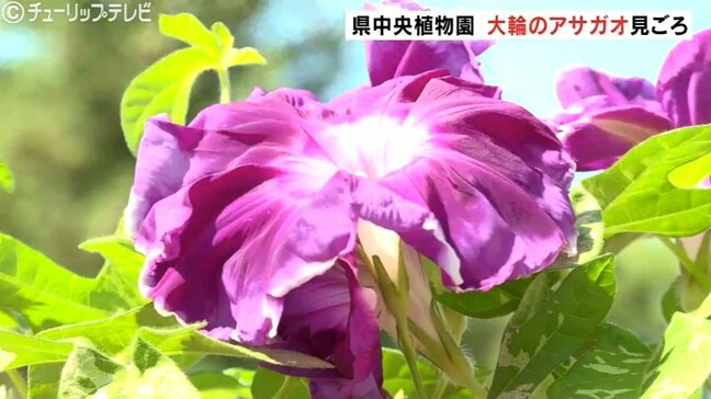 大輪のアサガオ見ごろ 江戸時代からの品種「平和の神」も再現 猛暑で予定より3週間遅れで満開 富山|TBS NEWS DIG