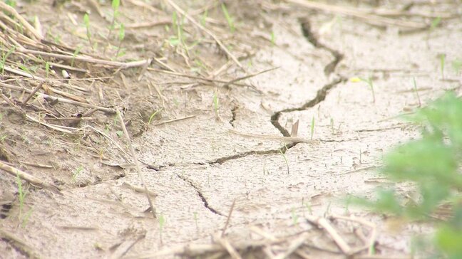 米不足なのに早期米の田植えができず　雨不足で水がはれない異常状態 「今年はもう無理」　生産者に募る不安　大分|TBS NEWS DIG