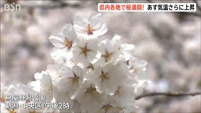 「ずっと散らないで欲しい…」　日本三大夜桜・高田城址公園で満開　平年より6日早く　雨上がり絶好のお花見日和に　新潟|TBS NEWS DIG