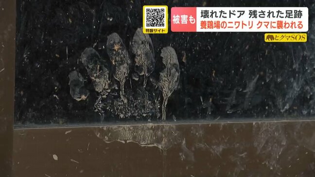 クマの足跡がくっきりと…養鶏場でニワトリ17羽がクマの襲われる　木製の小屋を破壊して侵入か　北海道岩見沢市|TBS NEWS DIG