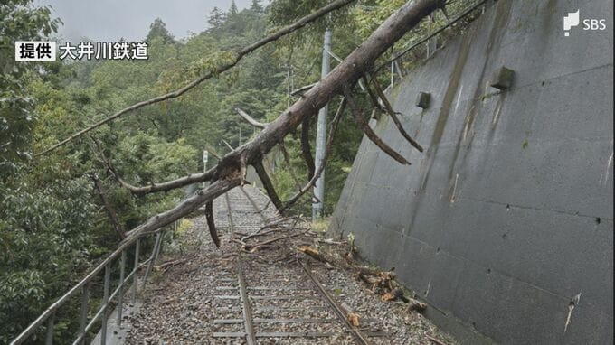 大井川鉄道井川線で倒木 処理のため11日は千頭駅ー井川駅間の全線で終日運休＝静岡|TBS NEWS DIG