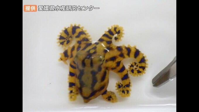 かまれると死に至るケースも… 愛媛県で猛毒の「ヒョウモンダコ」目撃情報　|　愛媛のニュース - Nスタえひめ｜あいテレビは6チャンネル