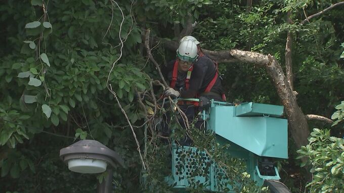 倒木に巻き込まれ自転車の中学生がけが　市が通学路の危険な木を伐採　鳥取県米子市|TBS NEWS DIG