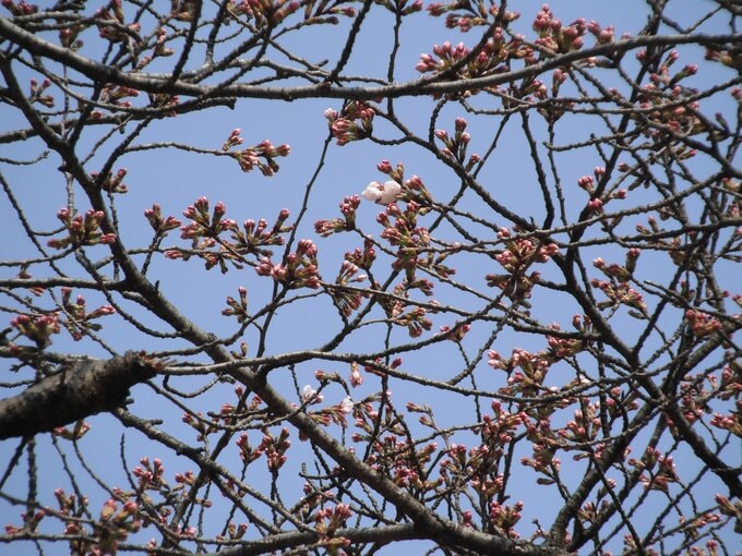【富山の桜 2026】高岡古城公園で開花宣言…去年より3日早く 満開は3日頃 “ソメイヨシノ” 富山・高岡市　|　富山のニュース｜天気・防災｜チューリップテレビ