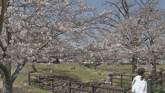 桜の名所「亀山公園」で満開　汗ばむ陽気…今年初の夏日を観測　大分　|　大分のニュース｜OBS NEWS｜大分放送