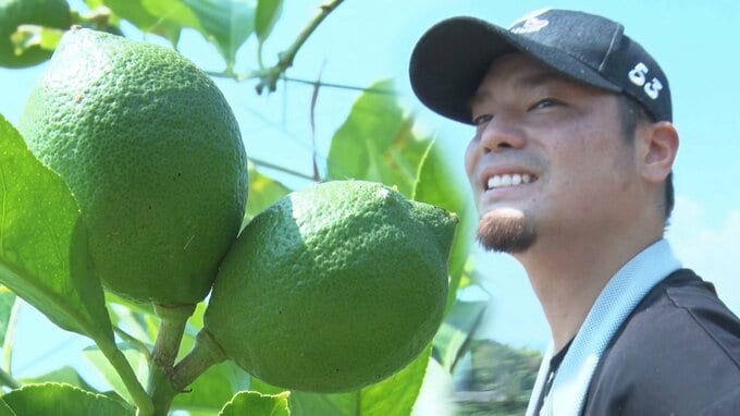 “ボールをレモンに持ち替えて”　元広島カープ投手･戸田隆矢のセカンドキャリアはレモン農家　この秋 初収穫へ　|　RCC NEWS | 広島ニュース | RCC中国放送