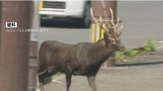 多量出血の高齢男性と、角に血の付いた鹿　病院に運ばれるも死亡　熊本|TBS NEWS DIG