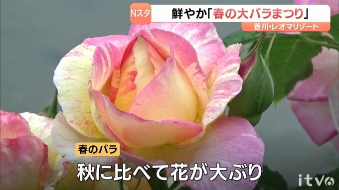 レオマリゾート「春の大バラまつり」バラやアジサイ見ごろ|TBS NEWS DIG