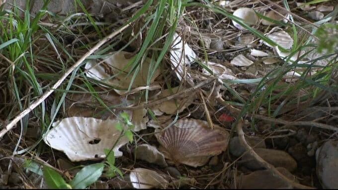 「バーベキューのゴミや吸い殻も」犀川でごみ実態調査が行われる　|　石川県のニュース｜MRO北陸放送