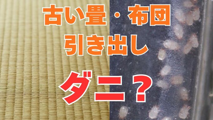 【むずむず】「目や鼻がかゆい」それはダニの仕業？「古い畳・布団・マットレス・引き出し」を要確認！【大掃除でダニを一掃しよう】【前編】|TBS NEWS DIG