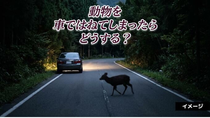 動物を車ではねてしまったらどうする？警察への報告と道路上の死骸への対応|TBS NEWS DIG