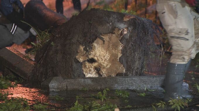 名古屋･栄の倒木 樹木医｢根元が腐っている｣ 高さ約15ｍのケヤキ ｢今回は人的被害なかったが…｣|TBS NEWS DIG