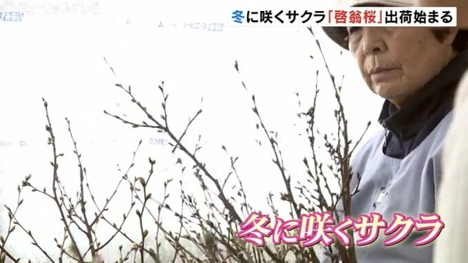 「冬に咲くサクラ」特産の”啓翁桜”の出荷始まる 今年は猛暑の影響で枝が枯れ量は少ないが花の出来は上々 富山　|　富山のニュース｜天気・防災｜チューリップテレビ