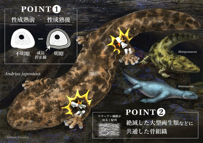 まさに“生きた化石”　オオサンショウウオの骨組織は2億年以上前の絶滅種と類似　研究者「生物の進化の手がかりになる」　最新研究で明らかに　岡山理科大学と安佐動物公園の共同研究|TBS NEWS DIG