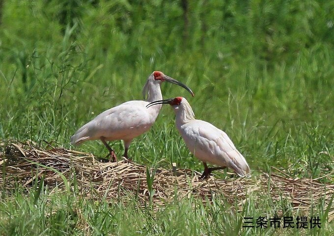 野性で誕生したトキ2羽を新潟県長岡市で確認　2羽同時に確認されたのは8年ぶり　環境省佐渡自然保護官事務所|TBS NEWS DIG