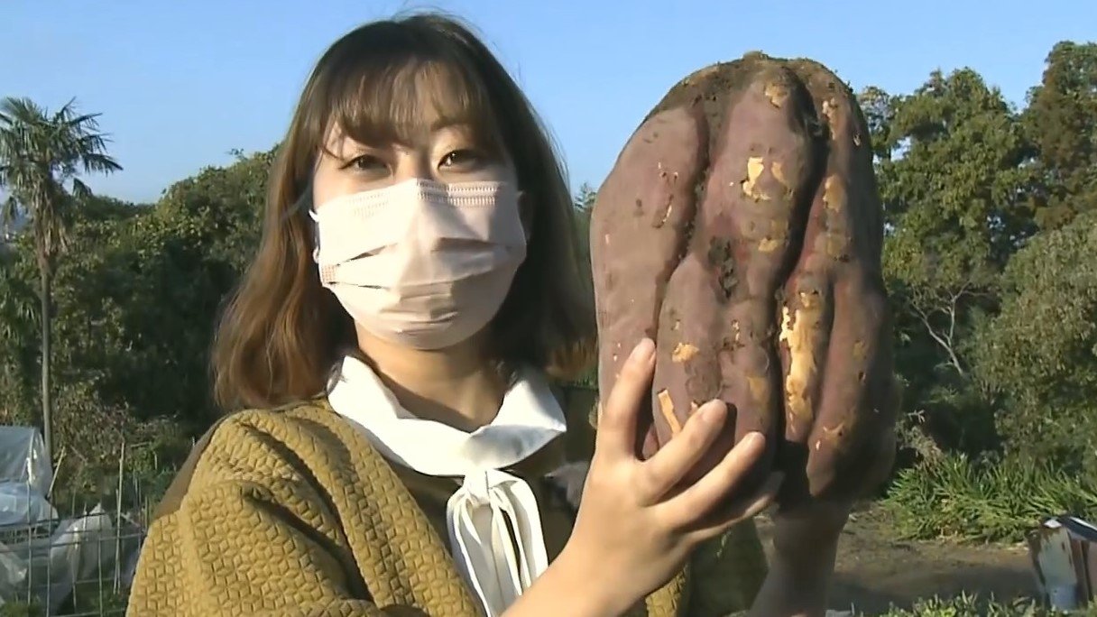 さつまいもん様 生産者もビックリ! 肥料無しで3.8キロの重さ 大分市の畑で収穫された